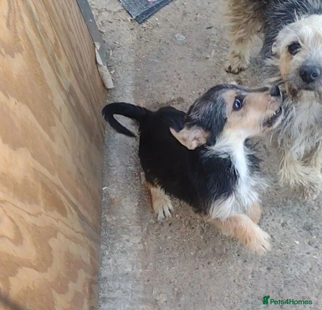 Jack Russell dogs for sale: Jack Russell - Advert 5