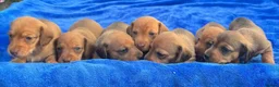 Miniature Dachshund dogs for sale: Quality Bred Health tested mini/pra clear  - Advert 7