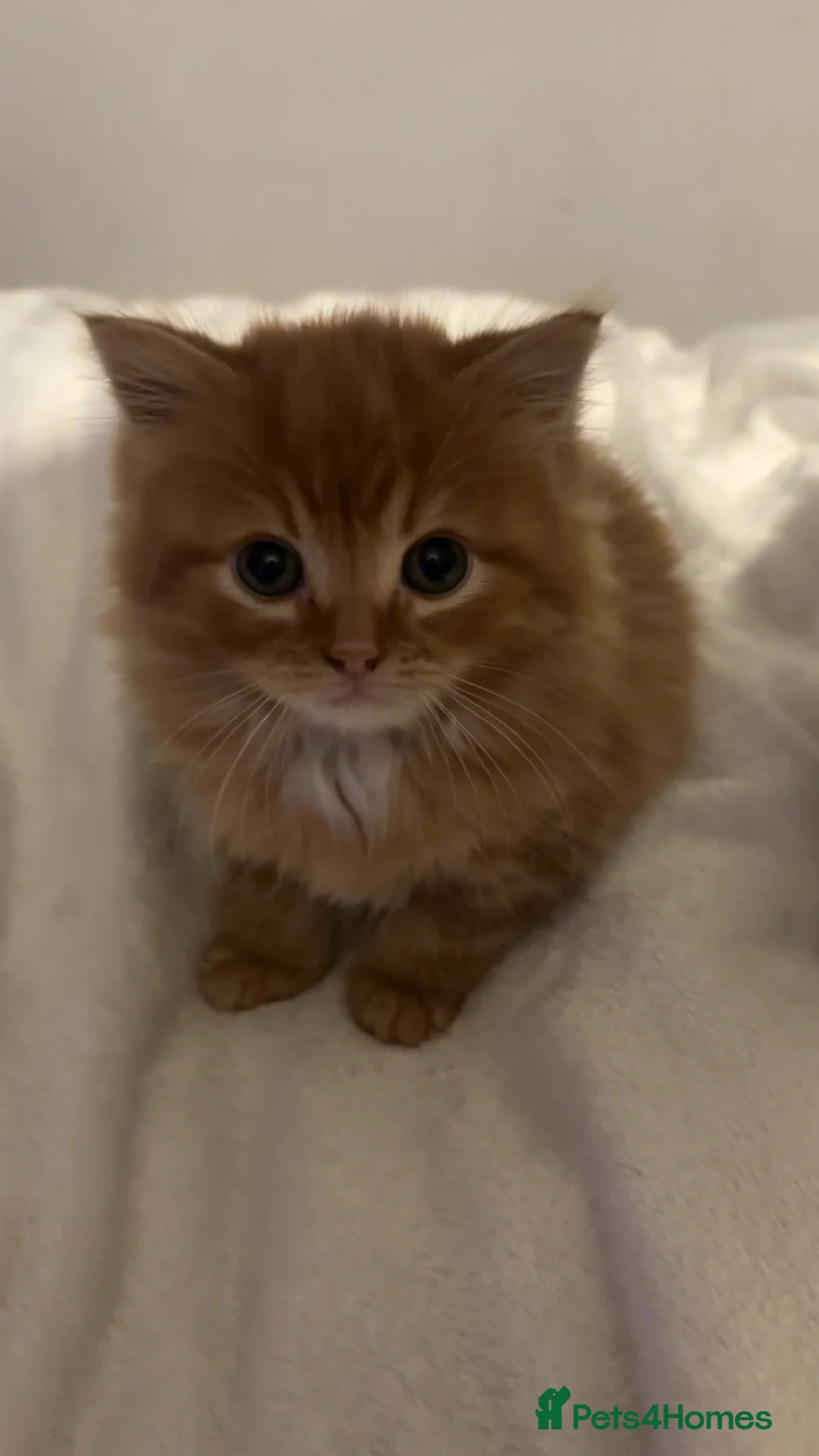 Mixed Breed cats for sale: 2 kittens for sale - Advert 7