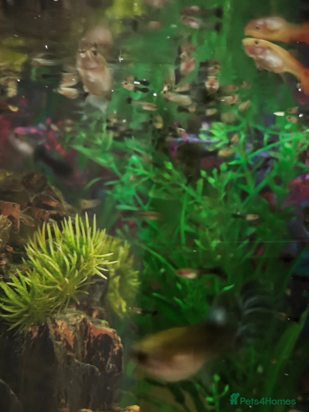 Rainbow Fish fish for sale: Baby Guppies  - Advert 1