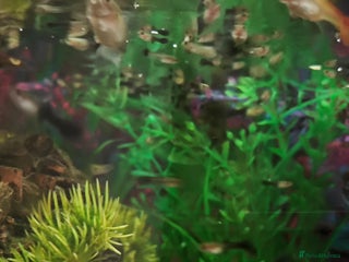 Rainbow Fish fish Baby Guppies - Advert 1