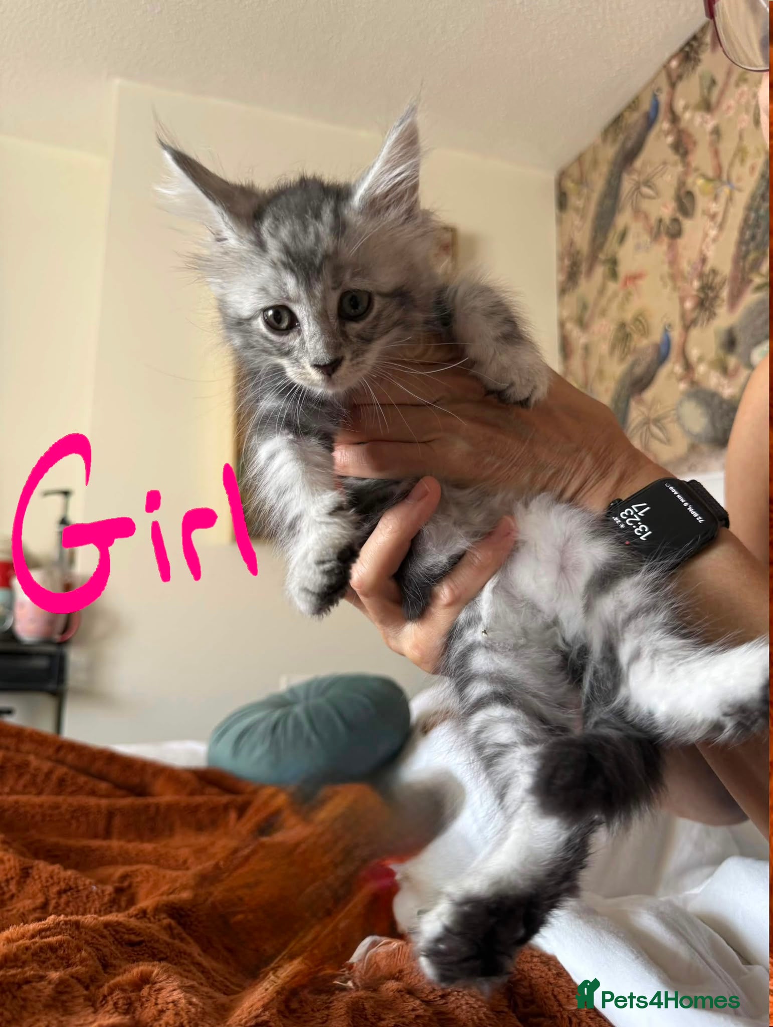 Maine Coon cats Thoroughbred Maine Coon Kittens - Advert 3