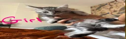 Maine Coon cats for sale: Thoroughbred Maine Coon Kittens - Advert 1