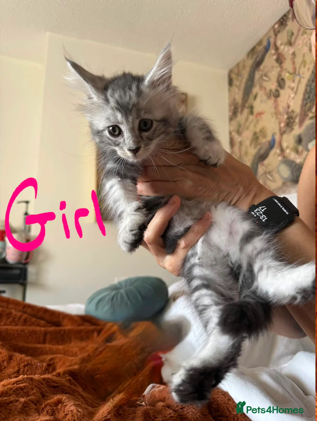Maine Coon cats for sale: Thoroughbred Maine Coon Kittens - Advert 1