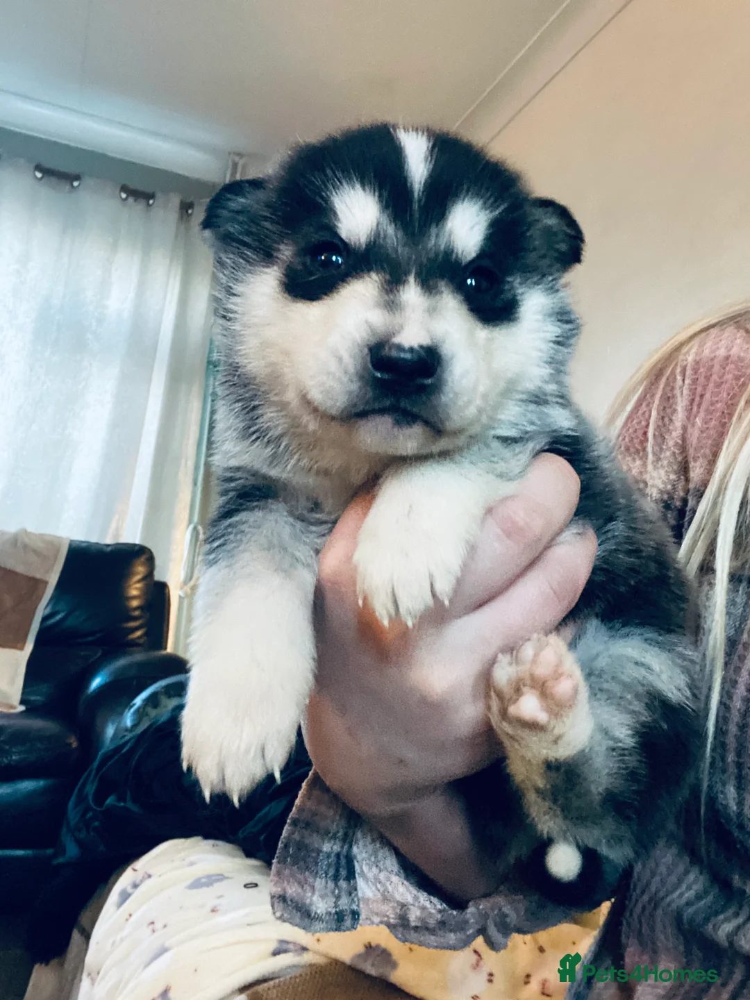 Alaskan Malamute dogs for sale: Alaskan malamute puppies  - Advert 4
