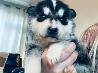 Alaskan Malamute dogs Alaskan malamute puppies - Advert 8