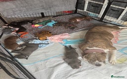 Mixed Breed dogs for sale: Beautiful American bulldog x cane corso puppies - Image 25