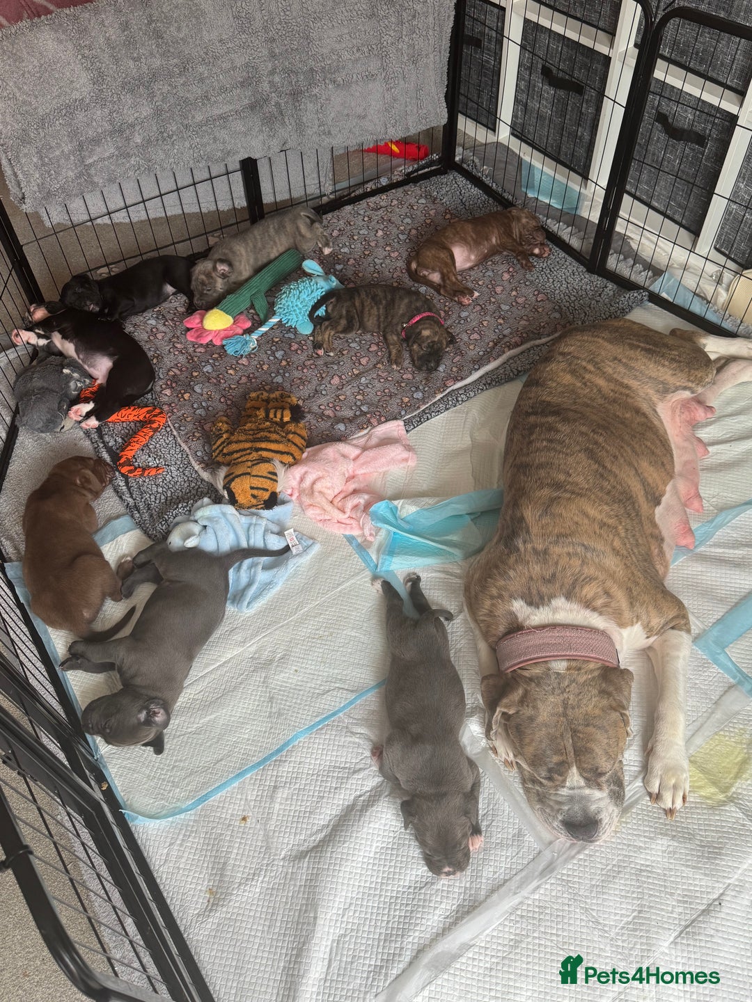 Mixed Breed dogs for sale: Beautiful American bulldog x cane corso puppies - Image 25