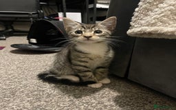 Ocicat cats for sale: Thor the cat  - Image 1