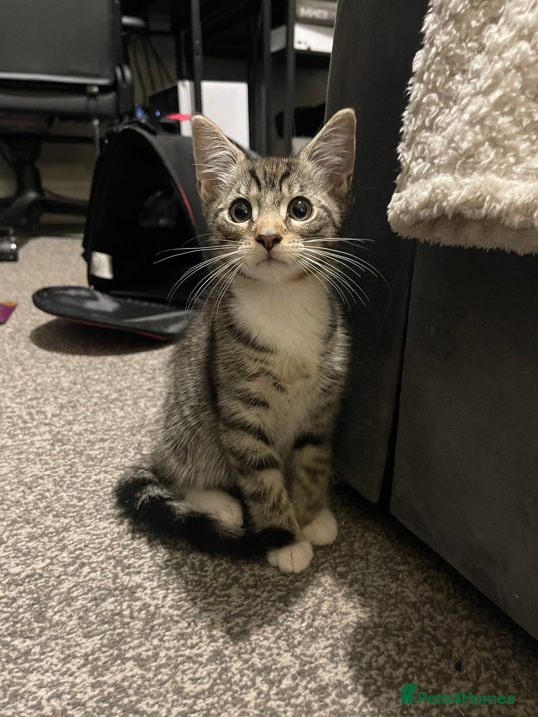 Ocicat cats for sale: Thor the cat  - Image 1