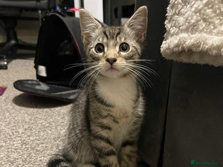 Ocicat cats Thor the cat - Advert 1