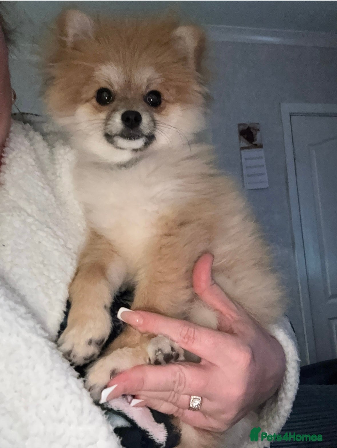 Pomeranian dogs Pomeranian  - Advert 22