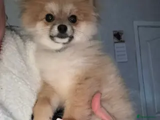 Pomeranian dogs Pomeranian - Advert 22