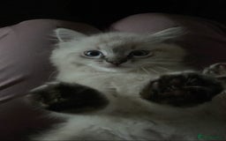 Ragdoll cats for sale: Ragdoll kittens due 25th August  - Image 11
