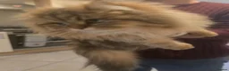 Siberian cats for sale: 3 Cross siberian kittens for sale in Bracknell - Advert 8