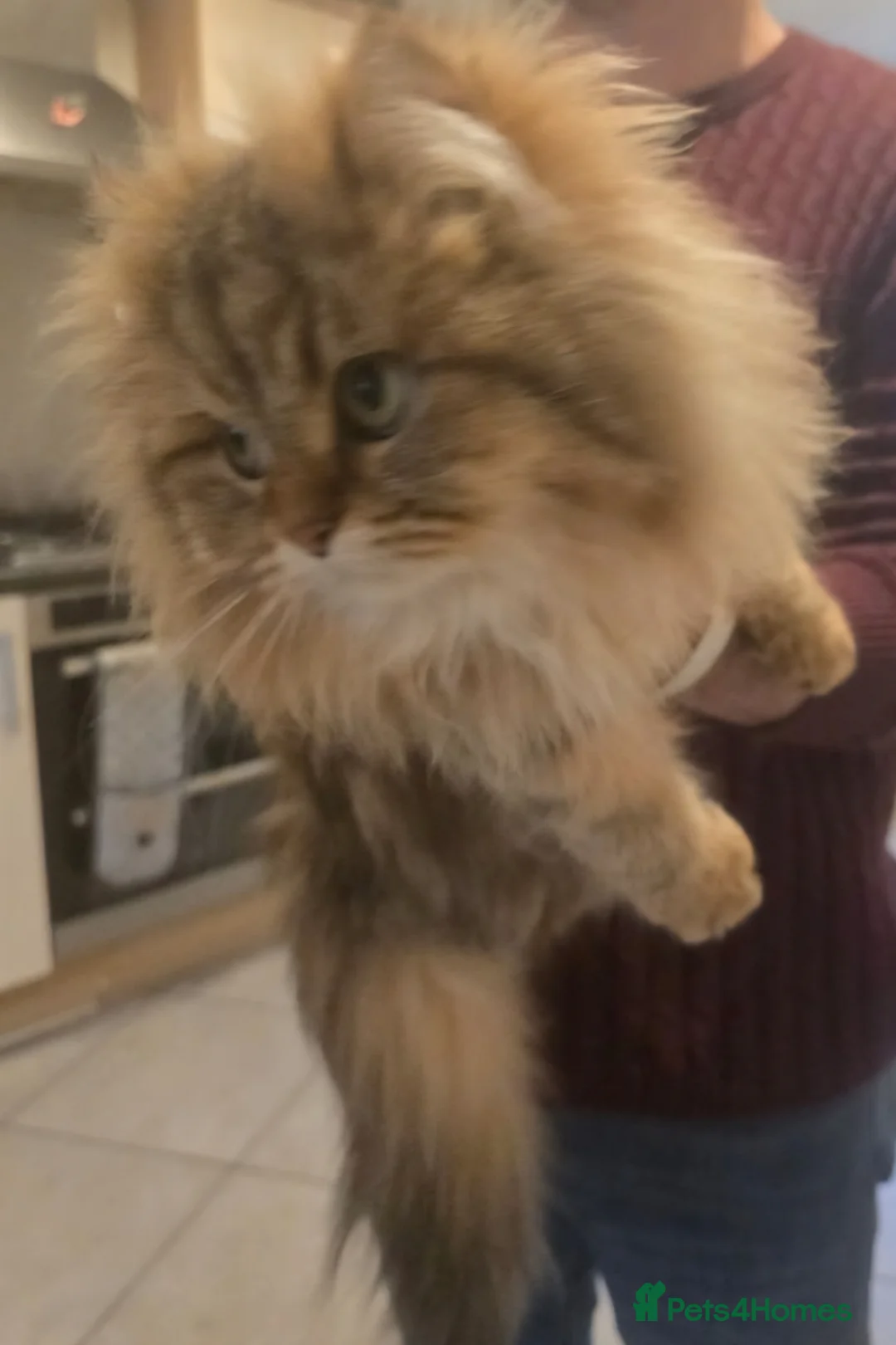 Siberian cats for sale: 3 Cross siberian kittens for sale in Bracknell - Advert 8