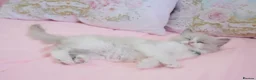 Ragdoll cats for sale: Beautiful Ragdolls  in Oldbury - Advert 22