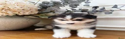 Pomsky dogs for sale: Stunning Blue Eyed Pomskies in London - ready  - Advert 10