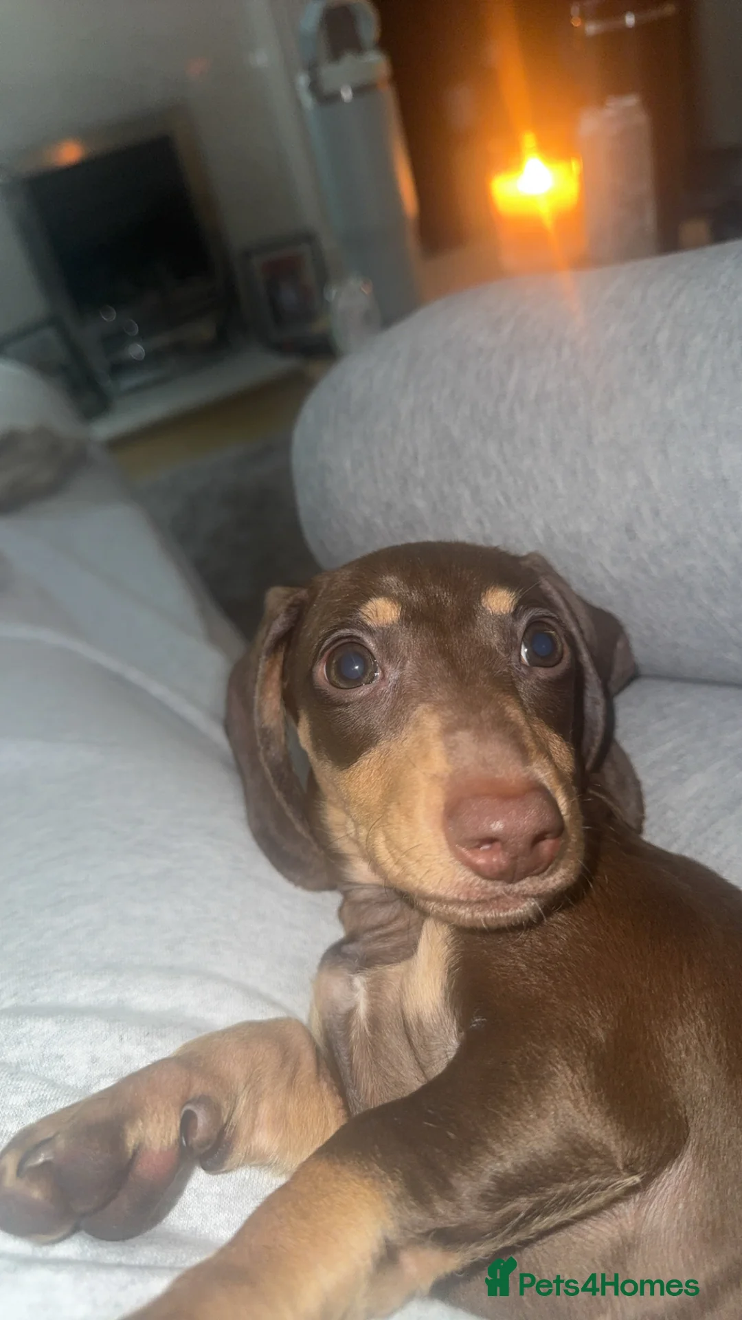 Miniature Dachshund dogs for sale: 6 Month Miniature Female Dachshund  - Advert 4
