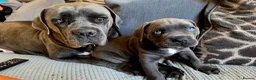 Cane Corso dogs for sale: Cane Corso Puppies - Advert 4