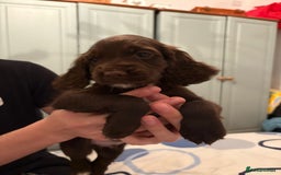 Cocker Spaniel dogs for sale: Cocker Spanial Puppies (2 left) - Advert 18