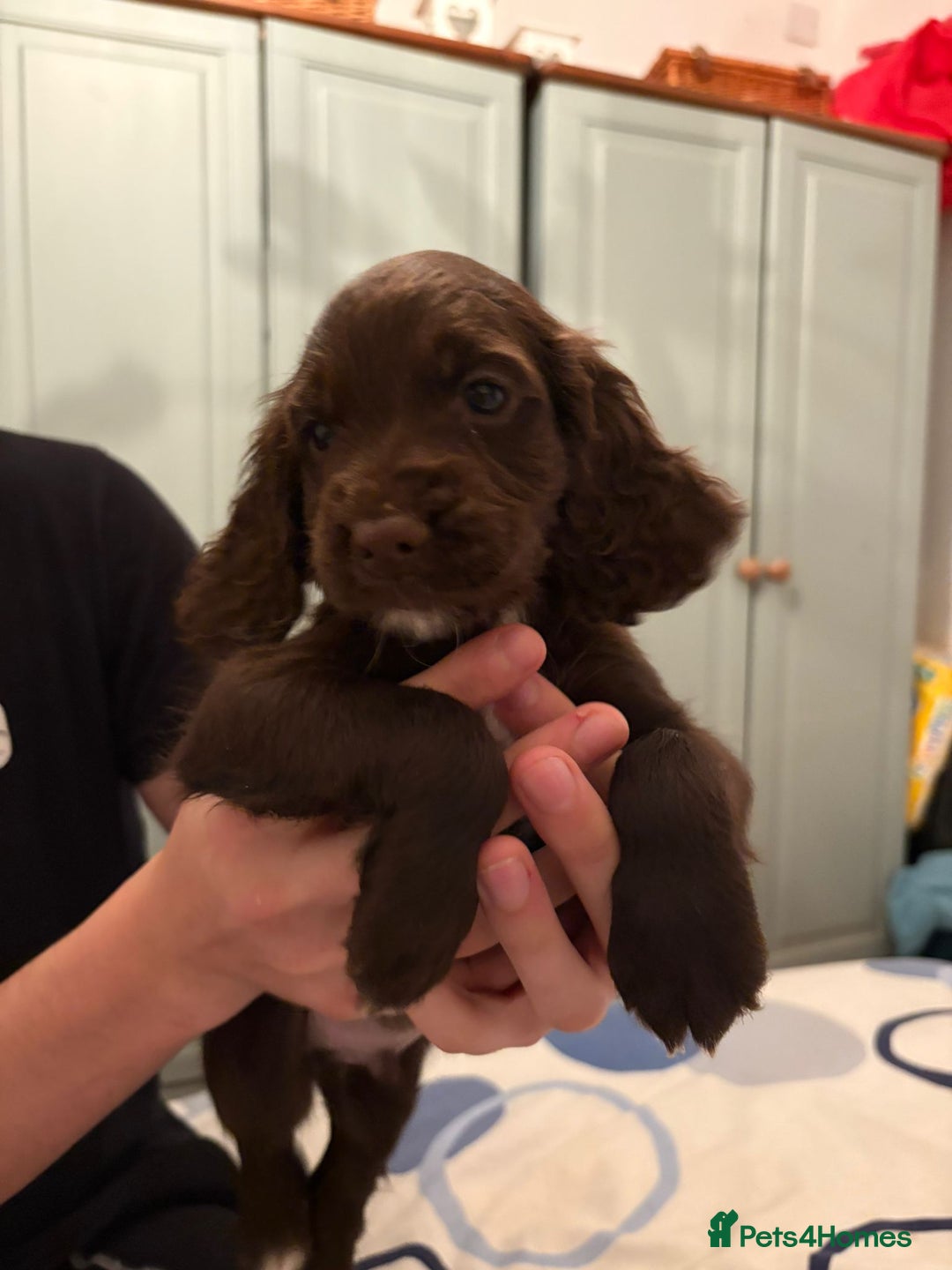 Cocker Spaniel dogs for sale: Cocker Spanial Puppies (2 left) - Advert 18