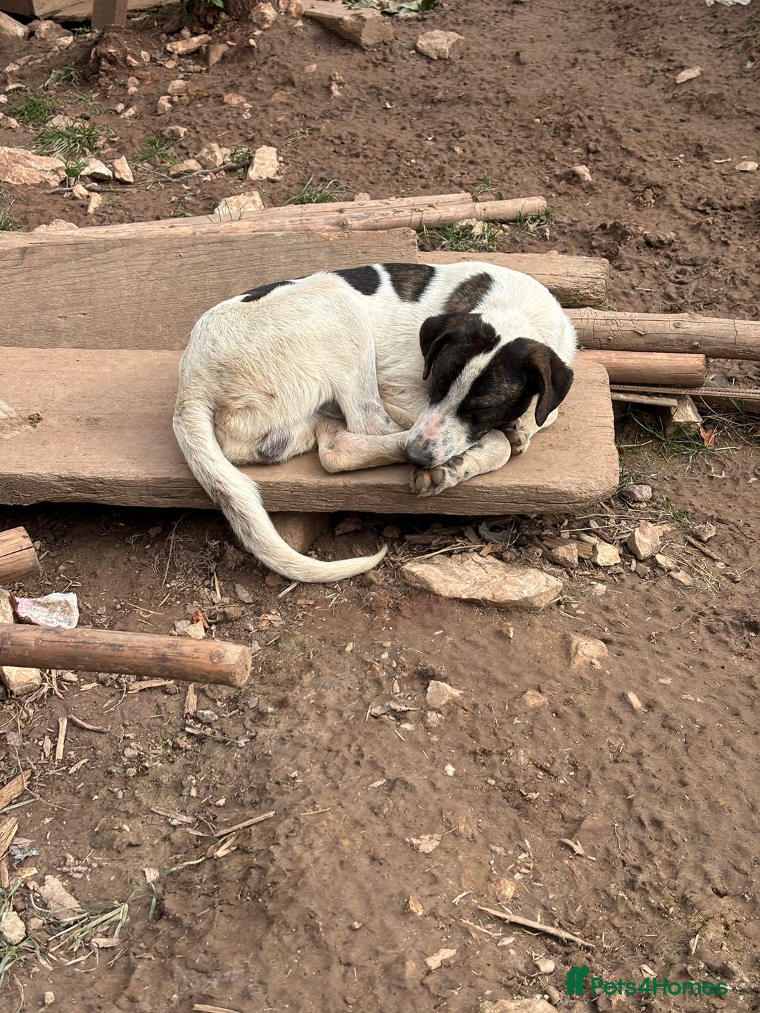 Mixed Breed dogs for adoption: MJ is looking for a family  - Advert 10