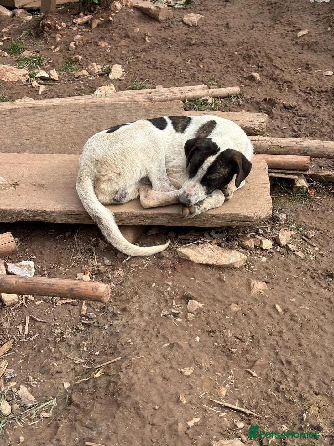 Mixed Breed dogs for adoption: MJ is looking for a family  - Advert 10