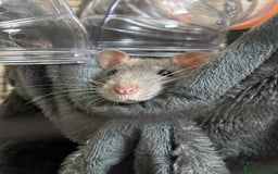 Rat rodents for sale: 2 rats for sale  - Image 1