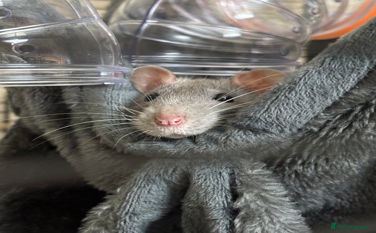 Rat rodents - Advert 1