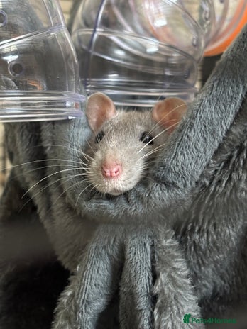 Rat rodents - Advert 11