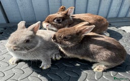 Netherland Dwarf rabbits for sale: STUNNING TAME PUREBRED BABY NETHERLAND DWARFS  - Image 8