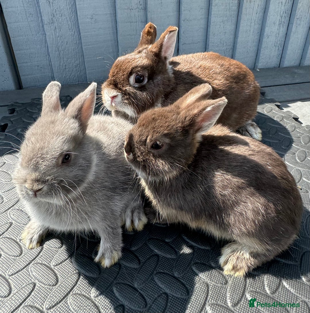 Netherland Dwarf rabbits for sale: STUNNING TAME PUREBRED BABY NETHERLAND DWARFS  - Image 8