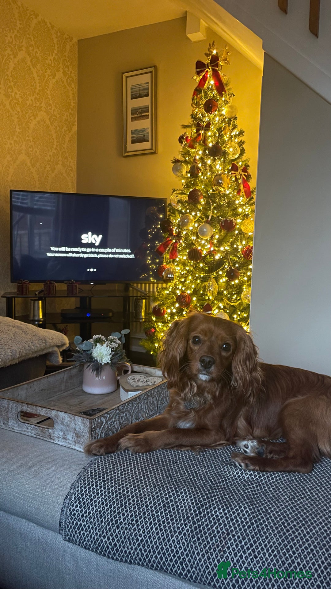 Cavapoo dogs for stud: Cavapoo available for stud  - Advert 9