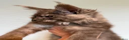 Maine Coon cats for sale: 9 STUNNING BLACK SMOKE MAINE COON CUBS  - Advert 20