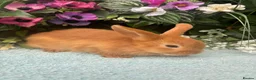 Mixed Breed rabbits for sale: 6 mini lop cross 3 female, 3 male - Advert 1
