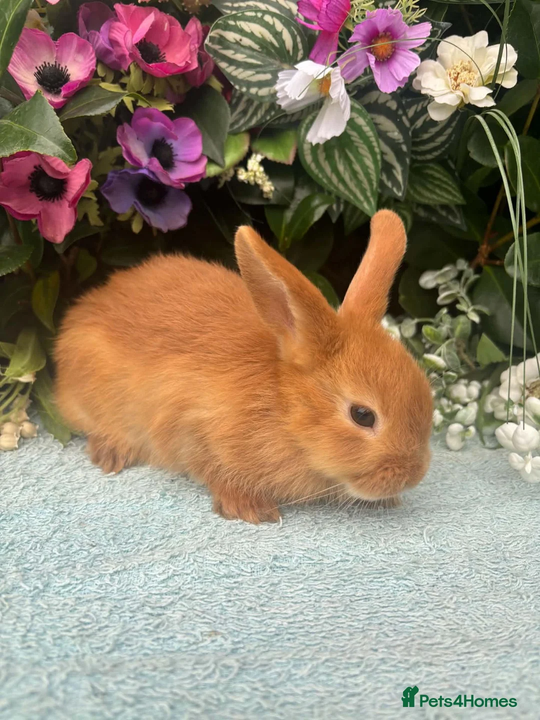 Mixed Breed rabbits for sale: 6 mini lop cross 3 female, 3 male - Advert 1
