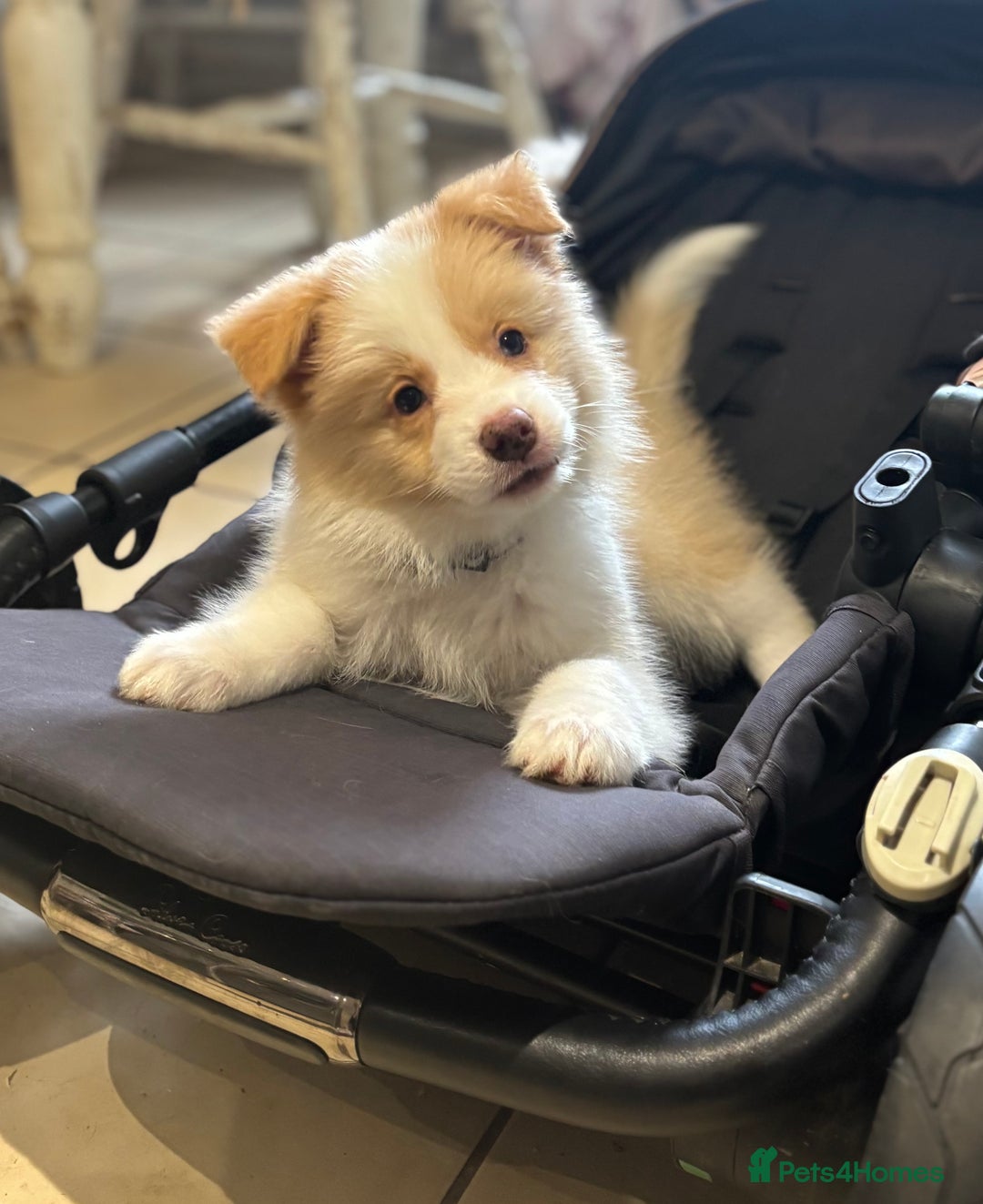 Border Collie dogs for sale: KC SHOWLINE CHAMPIONSHIP BLOODLINES🏅 - Image 2