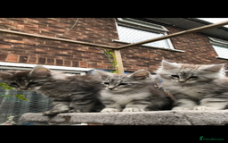 Maine Coon cats for sale: Maine coon kittens ready now - Image 6