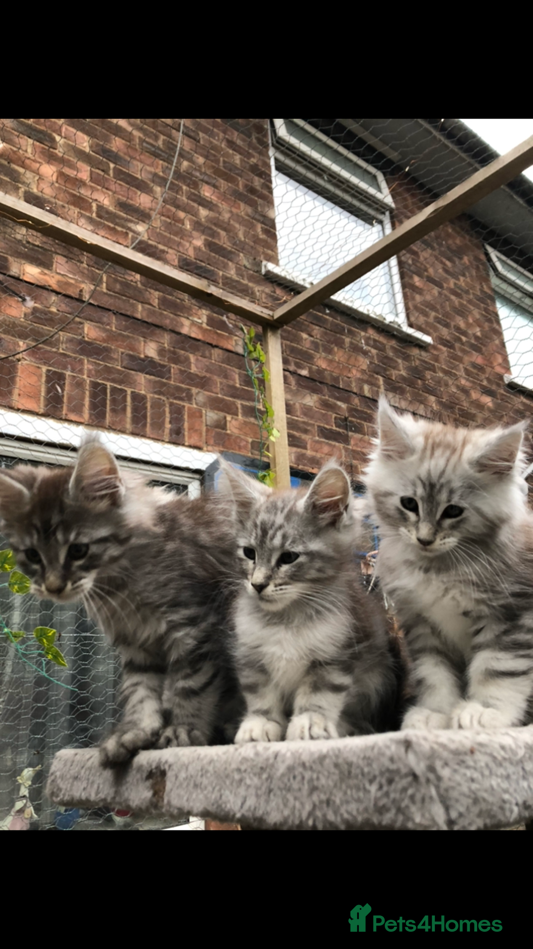 Maine Coon cats for sale: Maine coon kittens ready now - Image 6
