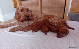 Cockapoo dogs for sale: Amazing F1b Cockapoos - Image 8