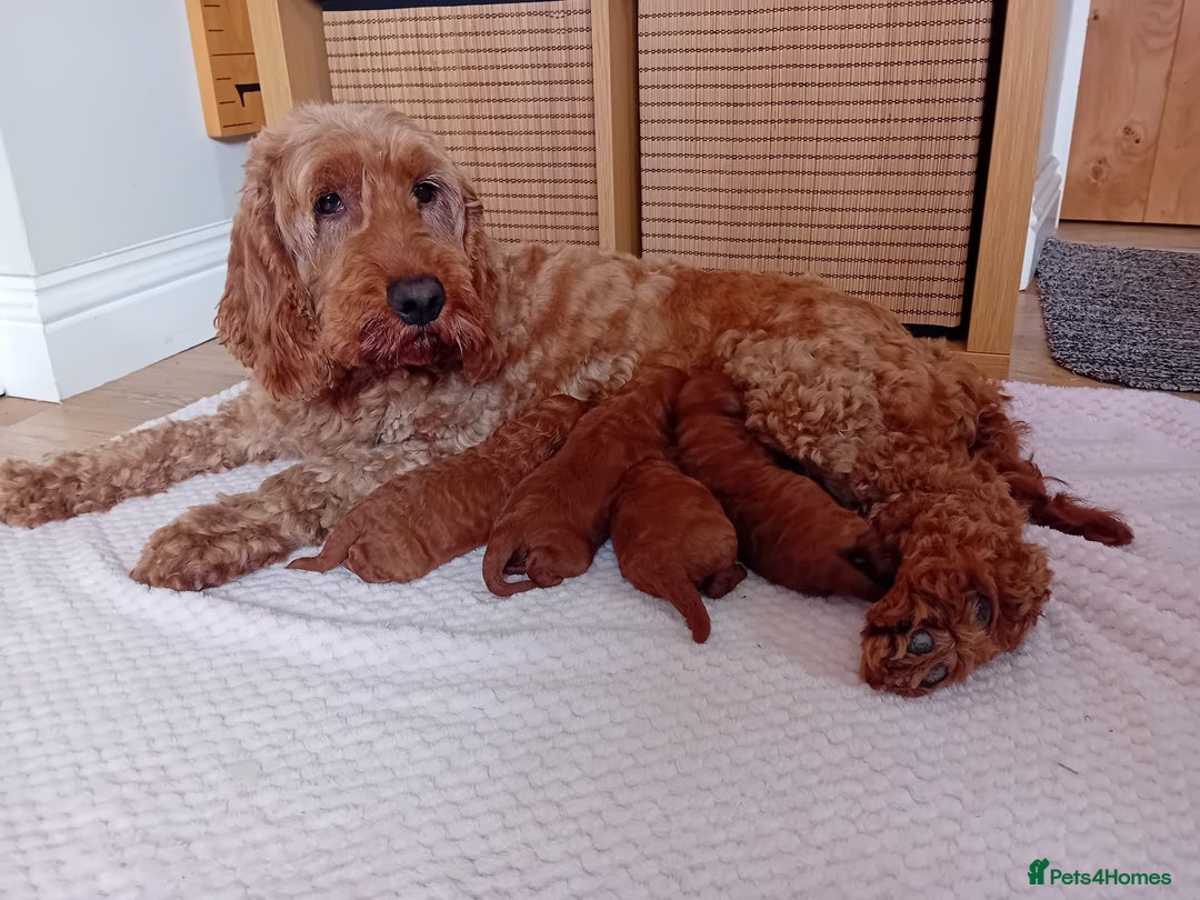 Cockapoo dogs for sale: Amazing F1b Cockapoos - Image 8