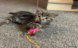 Mixed Breed cats for sale: 1 tabby kitten left! Ready now! - Image 5