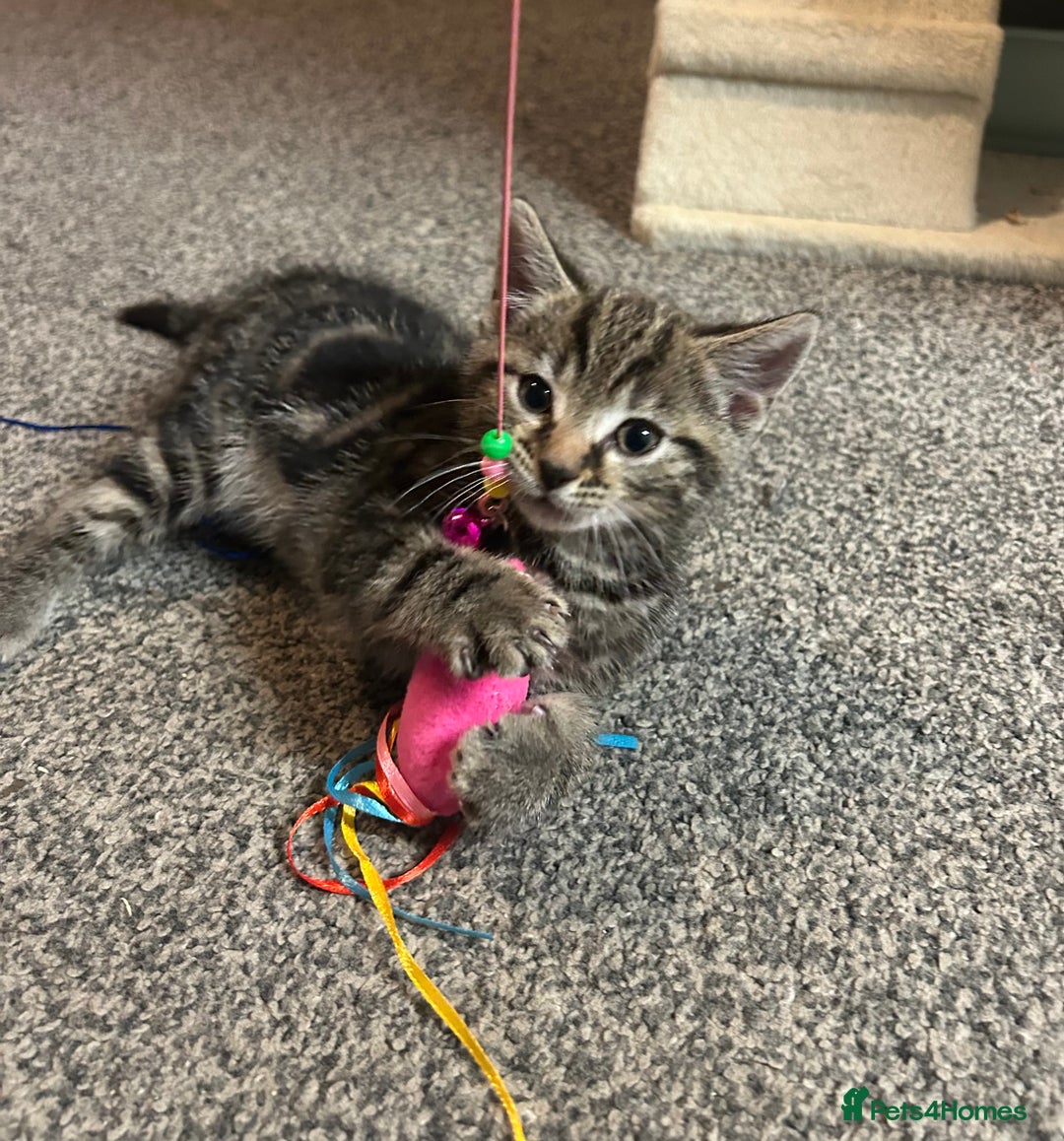 Mixed Breed cats for sale: 1 tabby kitten left! Ready now! - Image 5