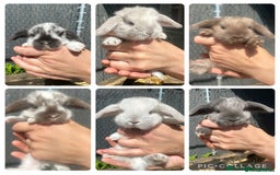 French Lop rabbits for sale: Last little girl looking for a forever home 💗 - Image 11