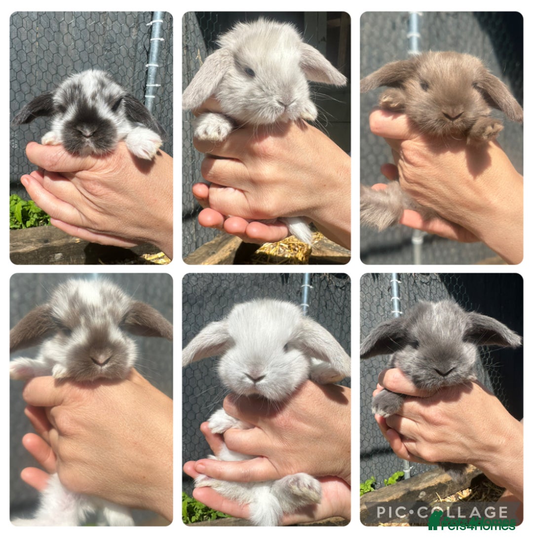 French Lop rabbits for sale: Last little girl looking for a forever home 💗 - Image 11