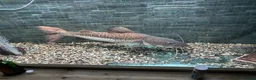 Catfish fish for sale: Red tail x tiger shovel nose  in Stafford - Advert 4