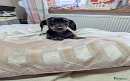 Dachshund dogs for sale: Dachshund  - Image 2