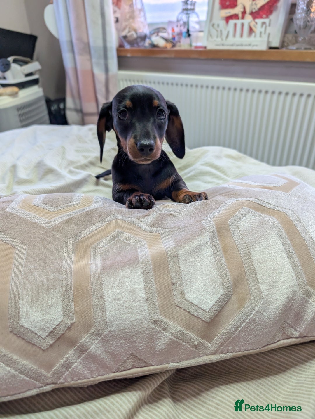 Dachshund dogs for sale: Dachshund  - Image 2
