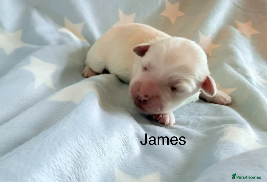 Coton De Tulear dogs for sale: KC reg Coton de Tulear parents DNA health tested  - Advert 30